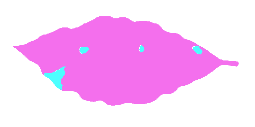 Sample annotation mask from Coffee Leaf Biotic Stress