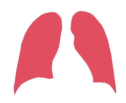 Sample annotation mask from Chest Xray Masks and Labels