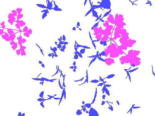 Sample annotation mask from Carrot-Weed