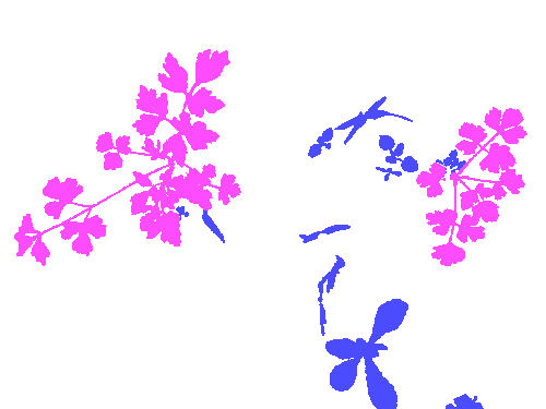 Sample annotation mask from Carrot-Weed