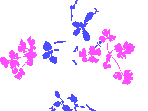 Sample annotation mask from Carrot-Weed