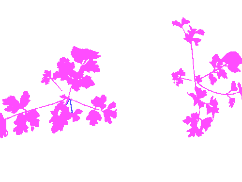 Sample annotation mask from Carrot-Weed