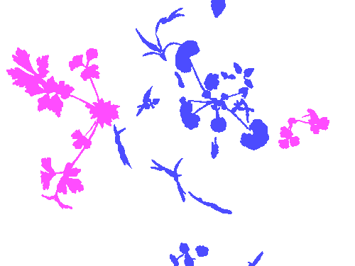 Sample annotation mask from Carrot-Weed