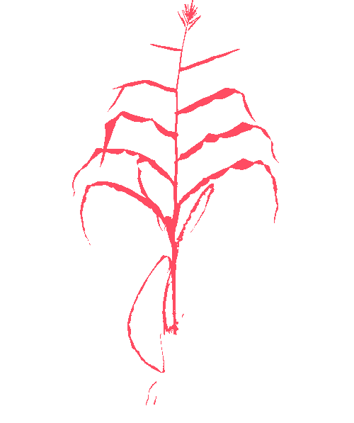 Sample annotation mask from Maize Whole Plant Image