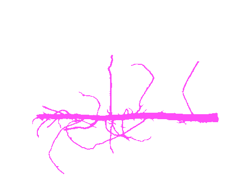 Sample annotation mask from Alfalfa Roots