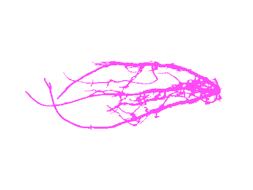 Sample annotation mask from Alfalfa Roots