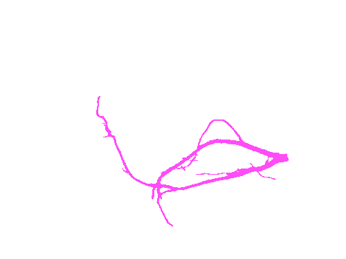 Sample annotation mask from Alfalfa Roots