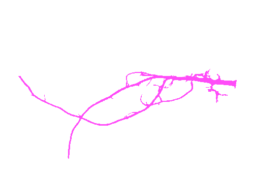 Sample annotation mask from Alfalfa Roots