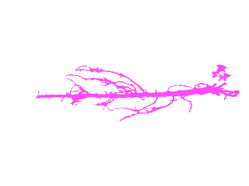 Sample annotation mask from Alfalfa Roots