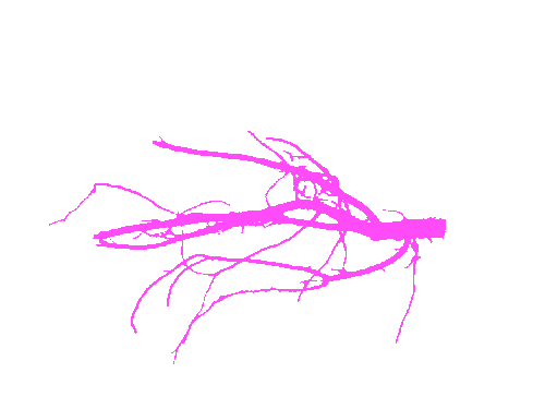 Sample annotation mask from Alfalfa Roots