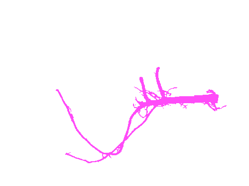 Sample annotation mask from Alfalfa Roots