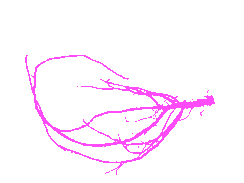 Sample annotation mask from Alfalfa Roots