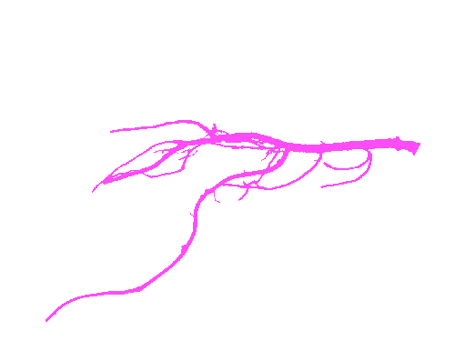 Sample annotation mask from Alfalfa Roots