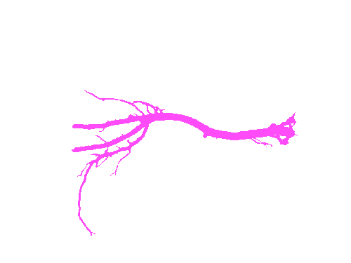 Sample annotation mask from Alfalfa Roots