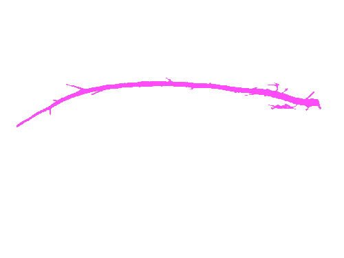 Sample annotation mask from Alfalfa Roots