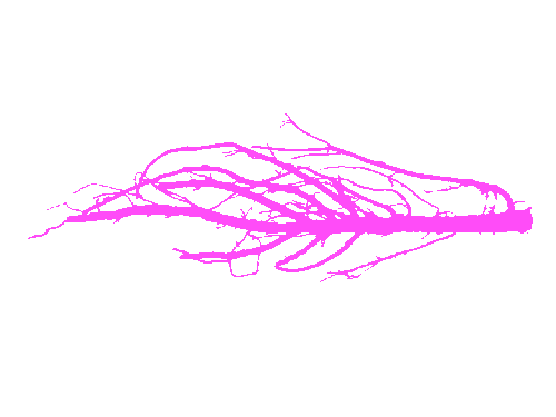 Sample annotation mask from Alfalfa Roots