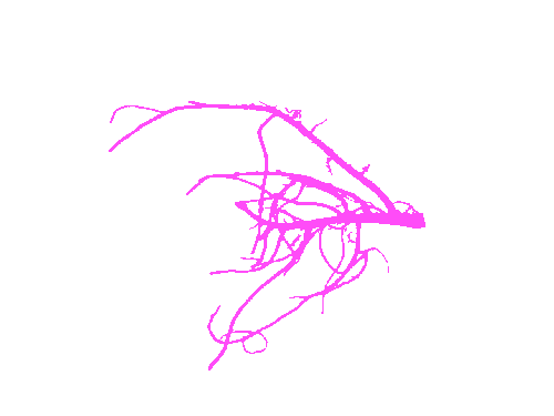 Sample annotation mask from Alfalfa Roots