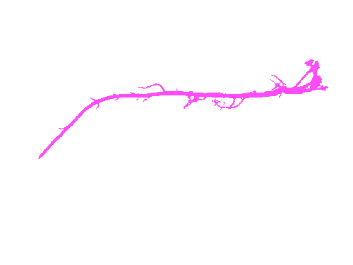 Sample annotation mask from Alfalfa Roots