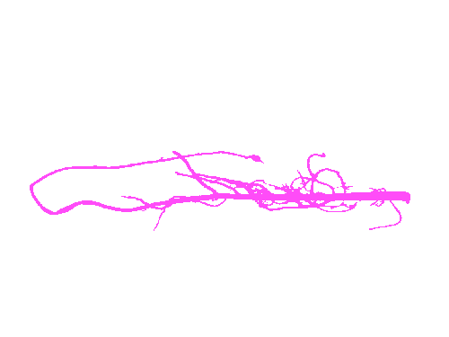 Sample annotation mask from Alfalfa Roots