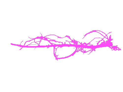 Sample annotation mask from Alfalfa Roots