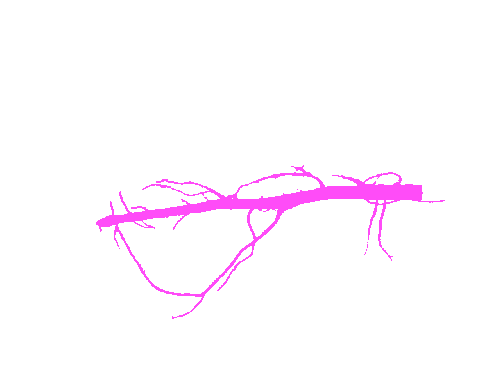 Sample annotation mask from Alfalfa Roots