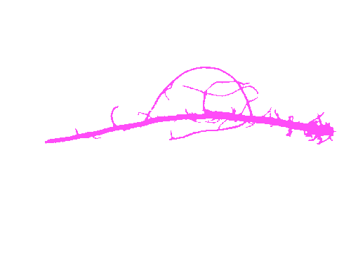 Sample annotation mask from Alfalfa Roots