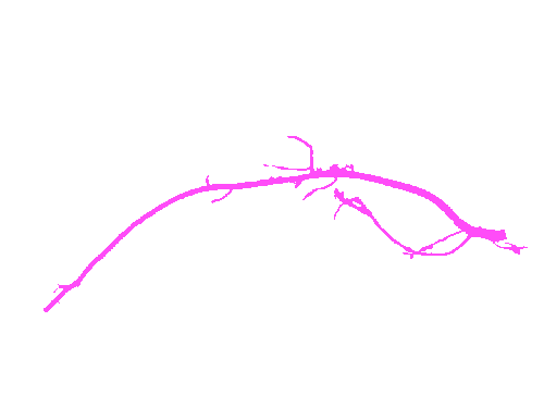 Sample annotation mask from Alfalfa Roots