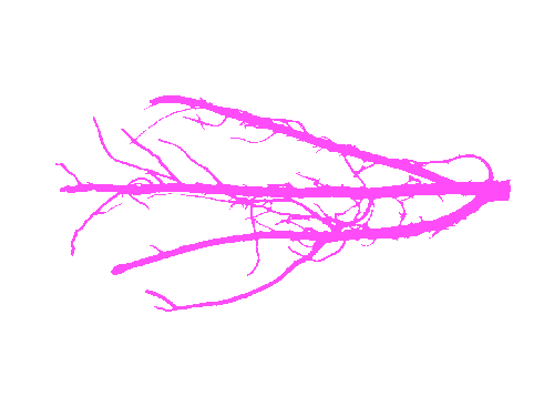 Sample annotation mask from Alfalfa Roots