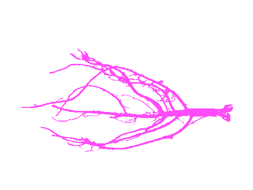 Sample annotation mask from Alfalfa Roots