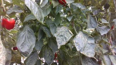 Sample image from Sweet Pepper