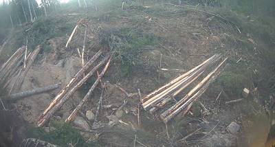 Sample image from TimberSeg