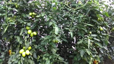 Sample image from AgRobTomato Dataset
