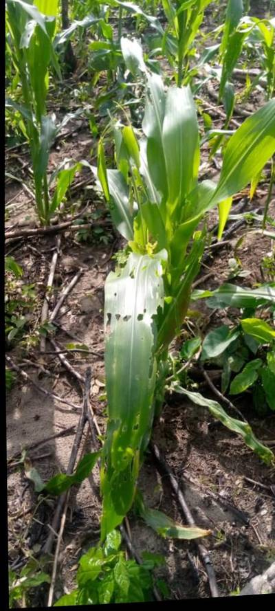Sample image from KaraAgro AI Maize