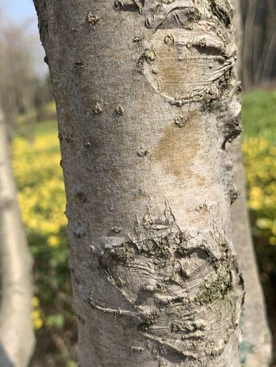 Sample image from Urban Street: Trunk