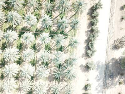Sample image from Palm Trees