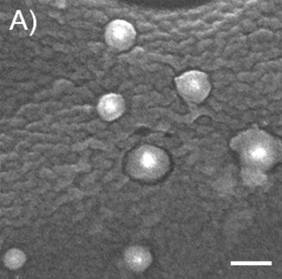 Sample image from EMPS