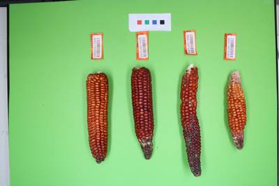 Sample image from Maize Cobs