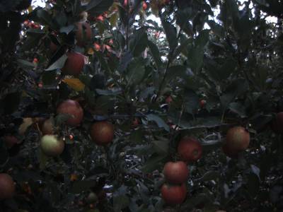Sample image from Apple from Orchard Environment