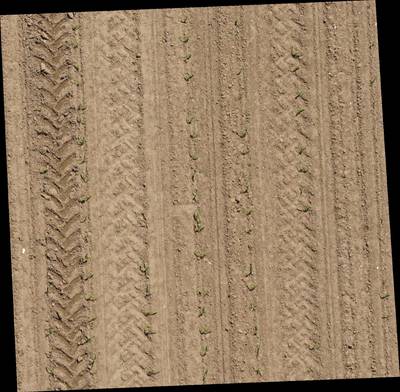 Sample image from Plant Detection and Counting