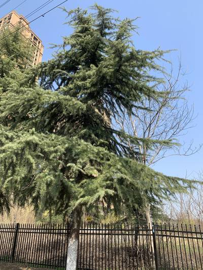 Sample image from Urban Street: Tree