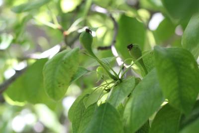 Sample image from DiaMOS Plant