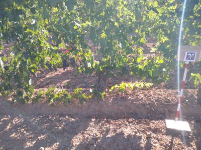 Sample image from AI4Agriculture Grape Dataset