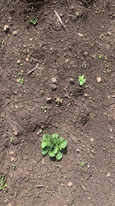 Sample image from Supervisely Potatoes