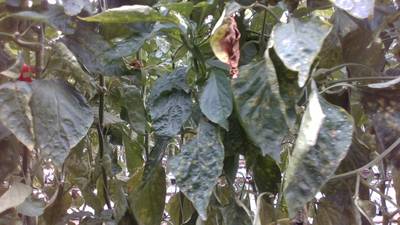 Sample image from Sweet Pepper