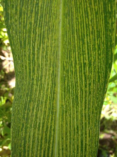Sample image from Makerere University Maize