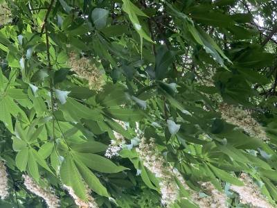 Sample image from Urban Street: Flower Classification