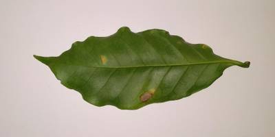 Sample image from Coffee Leaf Biotic Stress