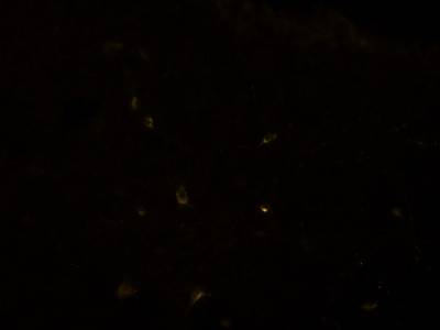 Sample image from Fluorescent Neuronal Cells