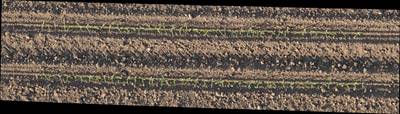 Sample image from Plant Detection and Counting