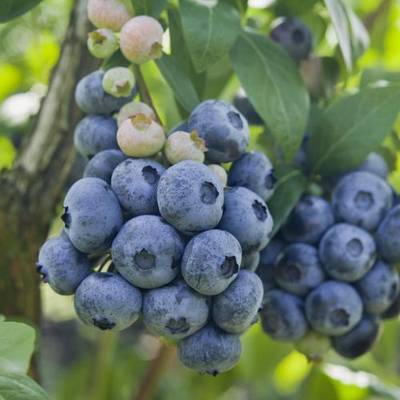 Sample image from deepNIR Fruit Detection